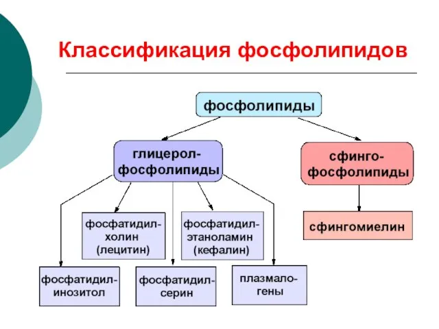 Классификация фосфолипидов