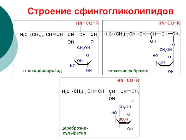 Строение сфингогликолипидов