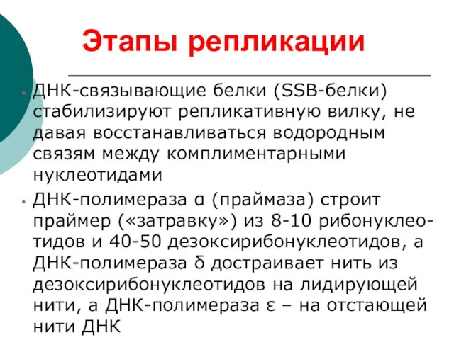 Этапы репликации ДНК-связывающие белки (SSB-белки) стабилизируют репликативную вилку, не давая восстанавливаться