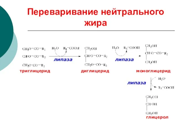 Переваривание нейтрального жира глицерол триглицерид моноглицерид диглицерид липаза липаза липаза