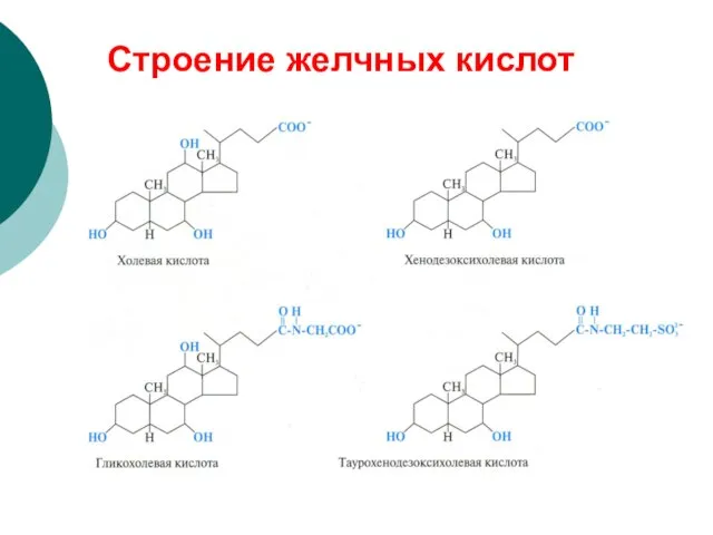 Строение желчных кислот