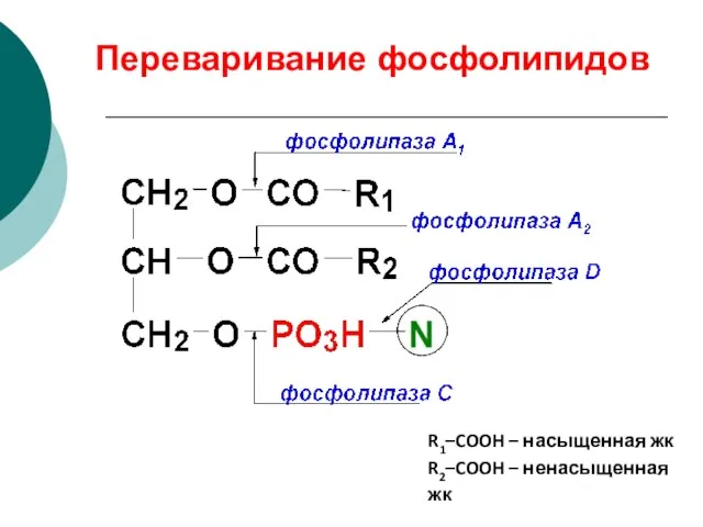 Переваривание фосфолипидов