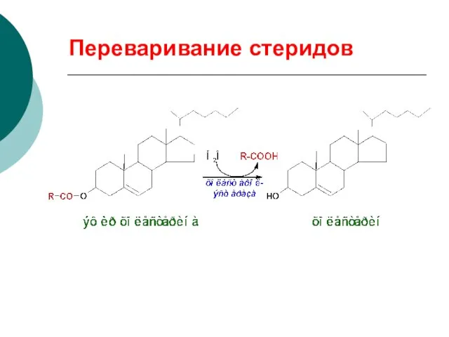 Переваривание стеридов