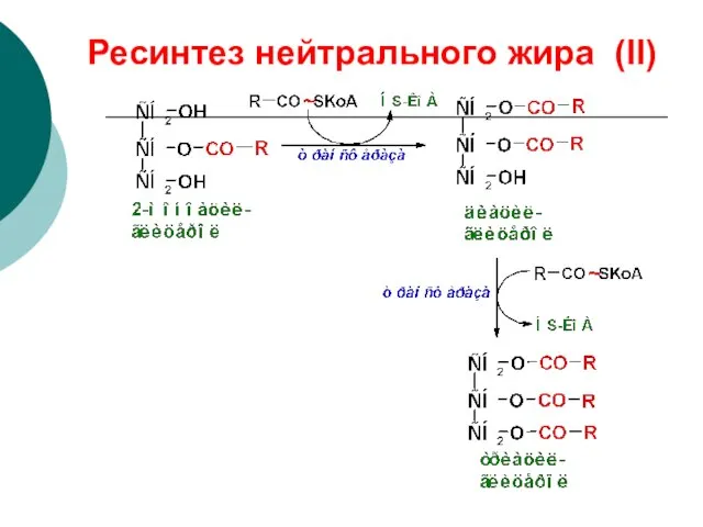 Ресинтез нейтрального жира (II)