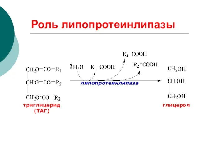 Роль липопротеинлипазы липопротеинлипаза триглицерид (ТАГ) глицерол