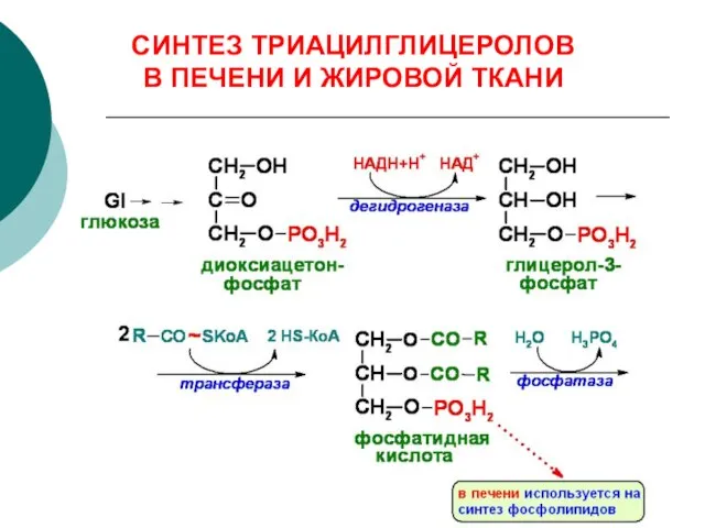 СИНТЕЗ ТРИАЦИЛГЛИЦЕРОЛОВ В ПЕЧЕНИ И ЖИРОВОЙ ТКАНИ