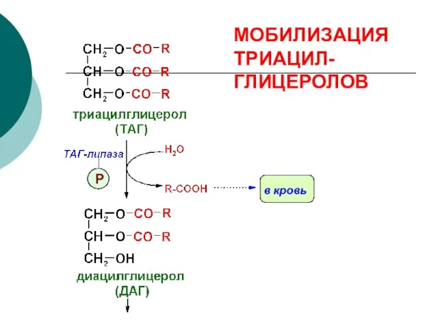 МОБИЛИЗАЦИЯ ТРИАЦИЛ-ГЛИЦЕРОЛОВ