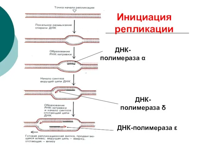 Инициация репликации ДНК-полимераза α ДНК-полимераза δ ДНК-полимераза ε