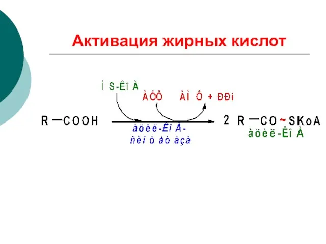 Активация жирных кислот