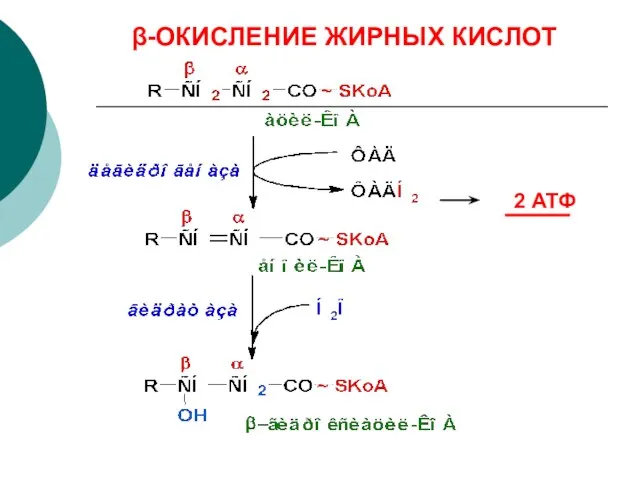 β-ОКИСЛЕНИЕ ЖИРНЫХ КИСЛОТ 2 АТФ