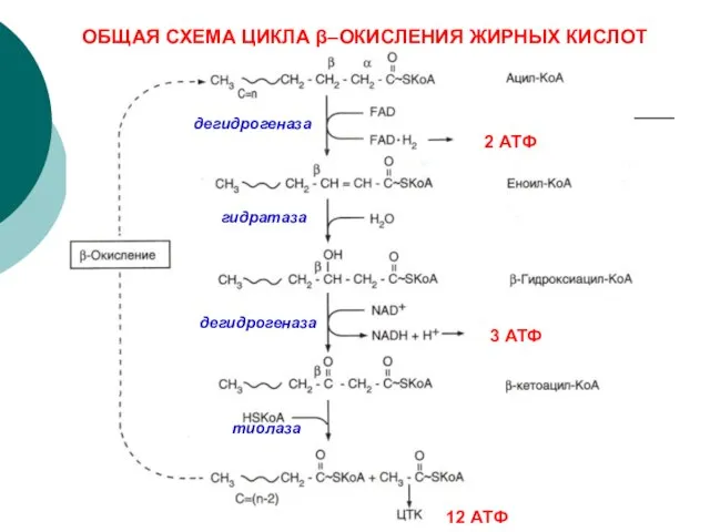 ОБЩАЯ СХЕМА ЦИКЛА β–ОКИСЛЕНИЯ ЖИРНЫХ КИСЛОТ дегидрогеназа гидратаза дегидрогеназа тиолаза 2 АТФ 3 АТФ 12 АТФ