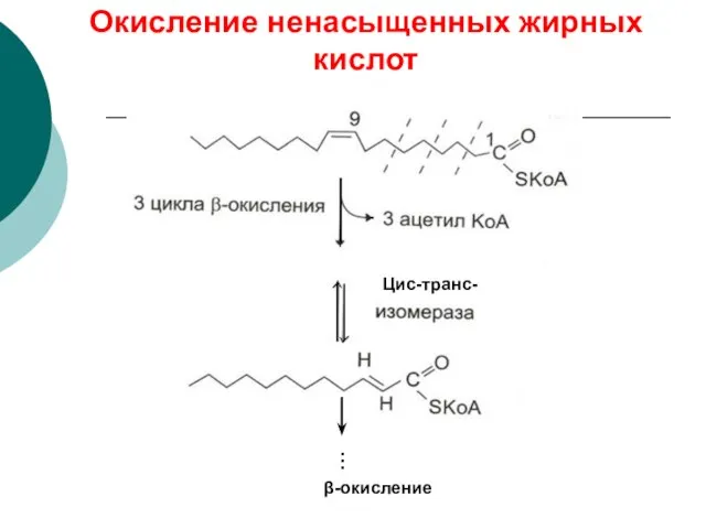 Окисление ненасыщенных жирных кислот Цис-транс- β-окисление …