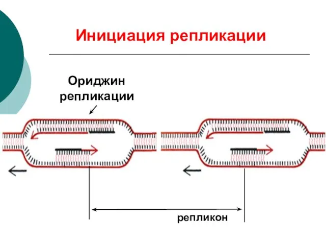 Ориджин репликации репликон Инициация репликации