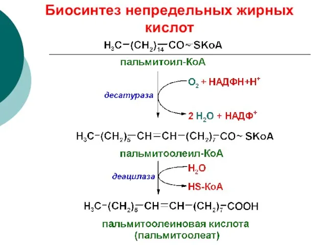 Биосинтез непредельных жирных кислот