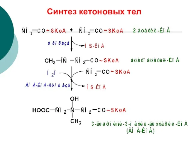 Синтез кетоновых тел