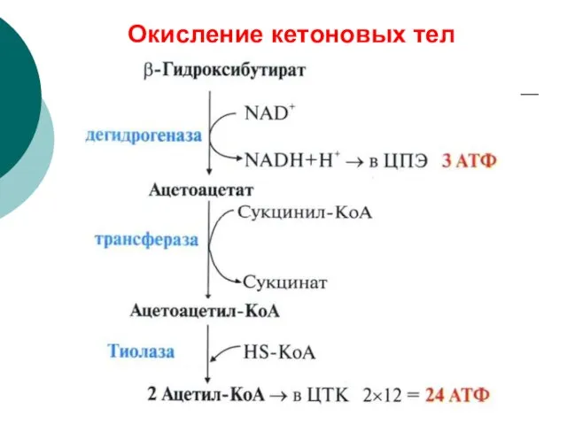 Окисление кетоновых тел