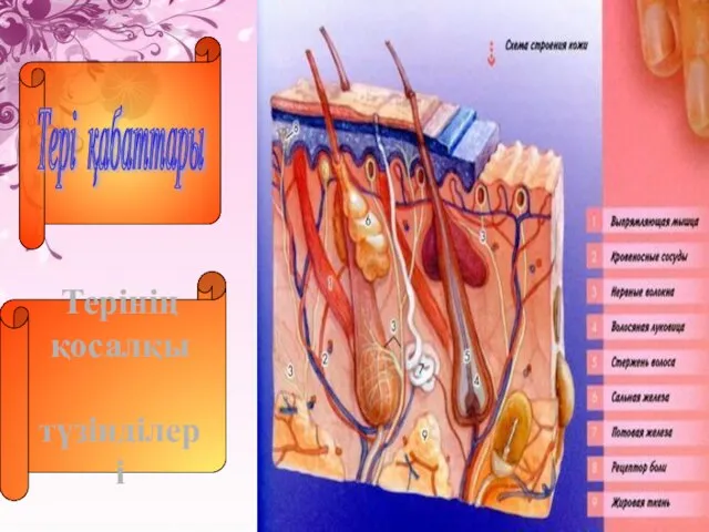 Тері қабаттары Терінің қосалқы түзінділері