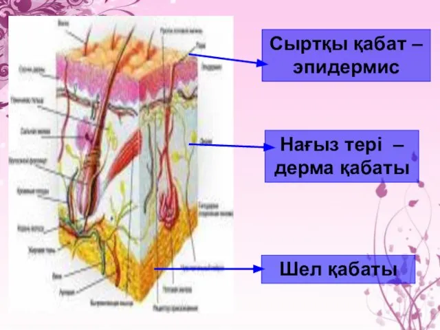 Сыртқы қабат – эпидермис Нағыз тері – дерма қабаты Шел қабаты