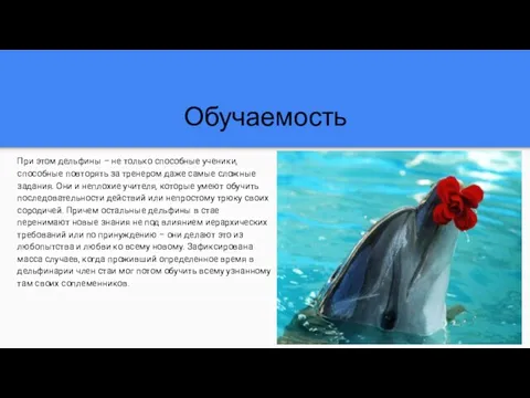 Обучаемость При этом дельфины – не только способные ученики, способные повторять