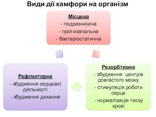 Види дії камфори на організм