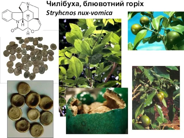 Чилібуха, блювотний горіх Stryhcnos nux-vomica