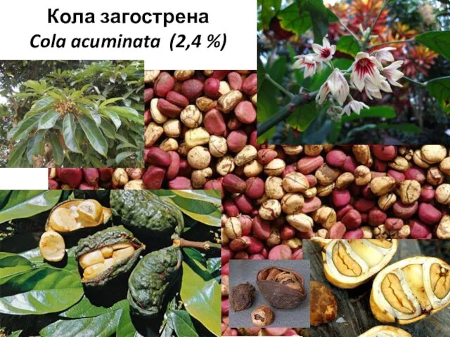 Кола загострена Cola acuminata (2,4 %)