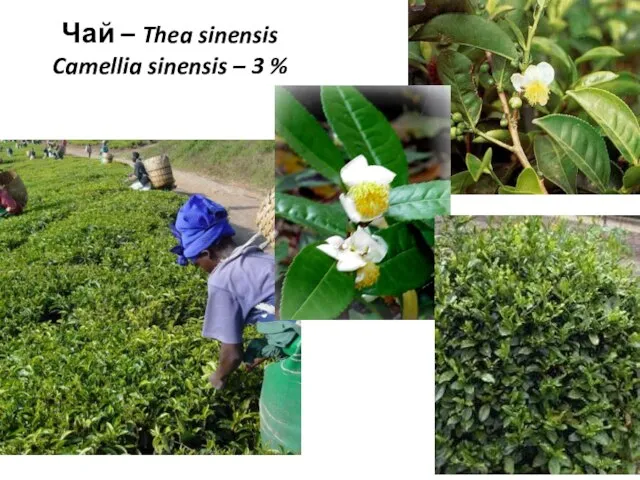 Чай – Thea sinensis Camellia sinensis – 3 %