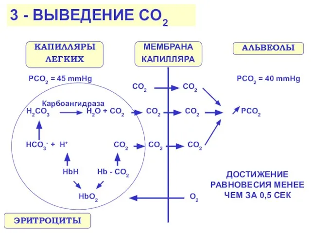 CO2 Hb - CO2 Карбоангидраза HCO3- + H+ 3 - ВЫВЕДЕНИЕ