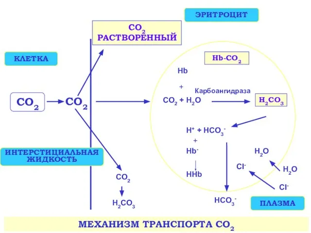 CO2 CO2 CO2 + H2O Hb Hb-CO2 Карбоангидраза H+ + HCO3-