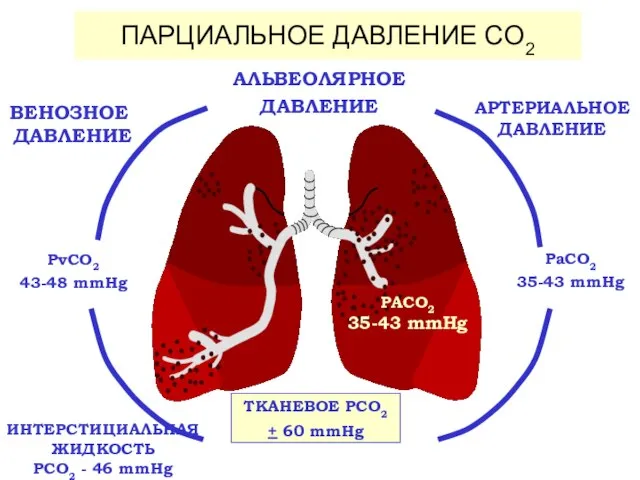 ПАРЦИАЛЬНОЕ ДАВЛЕНИЕ CO2 ВЕНОЗНОЕ ДАВЛЕНИЕ АЛЬВЕОЛЯРНОЕ ДАВЛЕНИЕ PvCO2 43-48 mmHg PaCO2