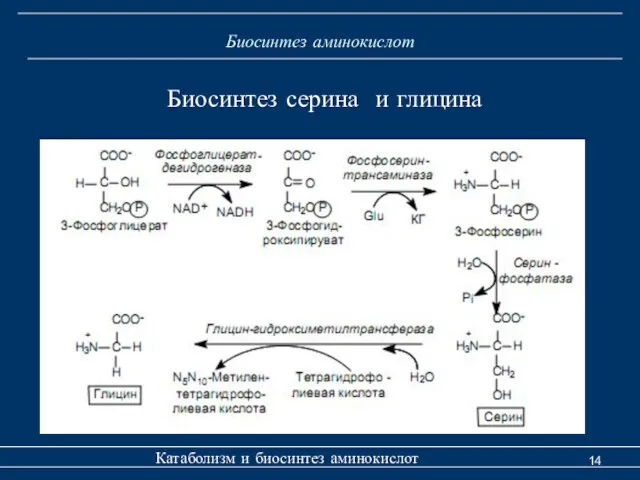 Биосинтез аминокислот Катаболизм и биосинтез аминокислот Биосинтез серина и глицина