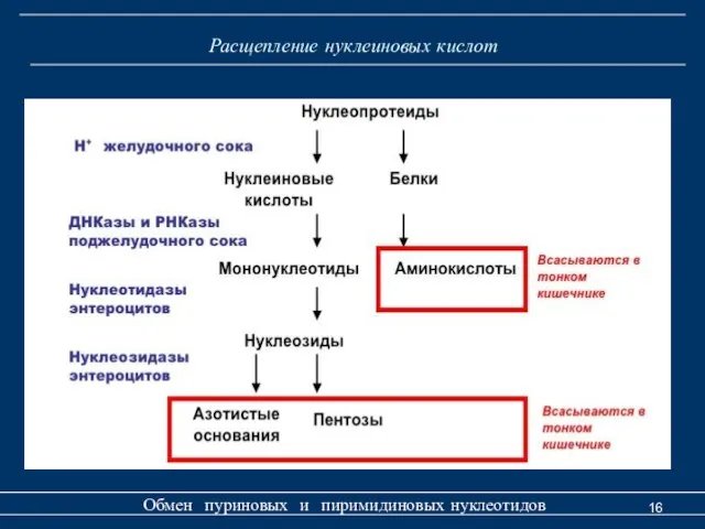 Расщепление нуклеиновых кислот Обмен пуриновых и пиримидиновых нуклеотидов