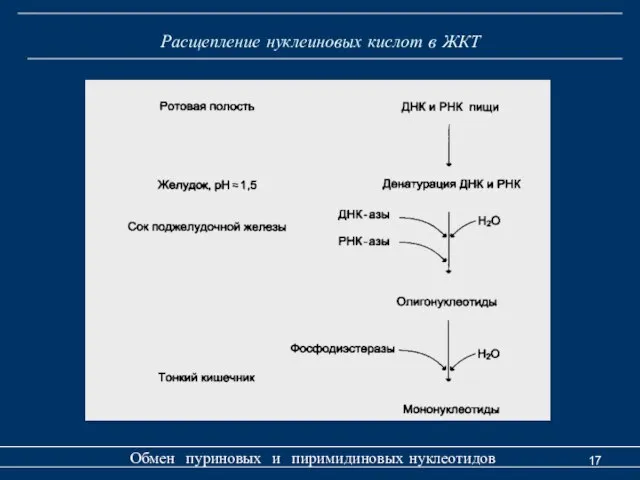 Расщепление нуклеиновых кислот в ЖКТ Обмен пуриновых и пиримидиновых нуклеотидов