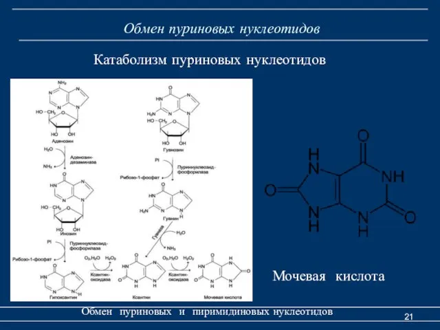 Обмен пуриновых нуклеотидов Обмен пуриновых и пиримидиновых нуклеотидов Катаболизм пуриновых нуклеотидов Мочевая кислота