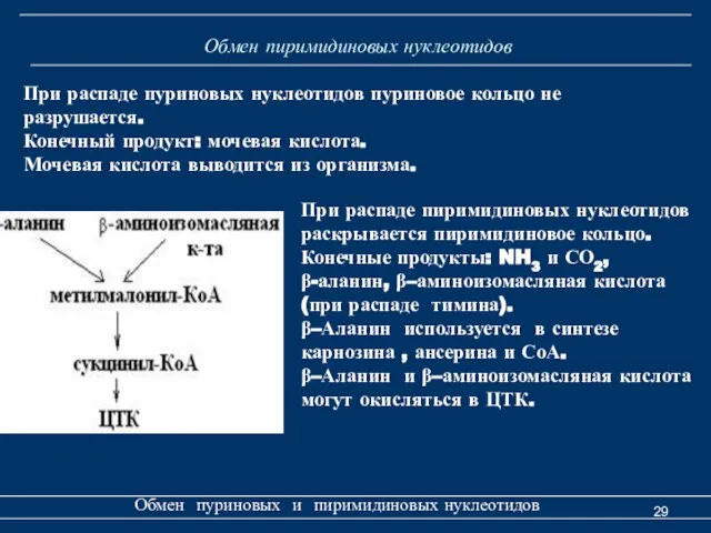 Обмен пиримидиновых нуклеотидов Обмен пуриновых и пиримидиновых нуклеотидов При распаде пуриновых