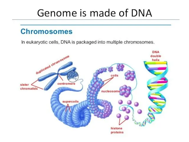 Genome is made of DNA