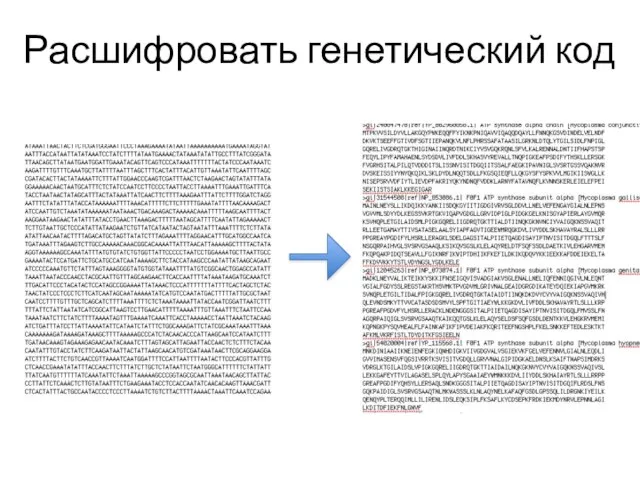 Расшифровать генетический код