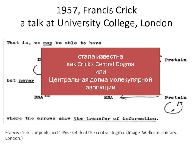 1957, Francis Crick a talk at University College, London Francis Crick’s