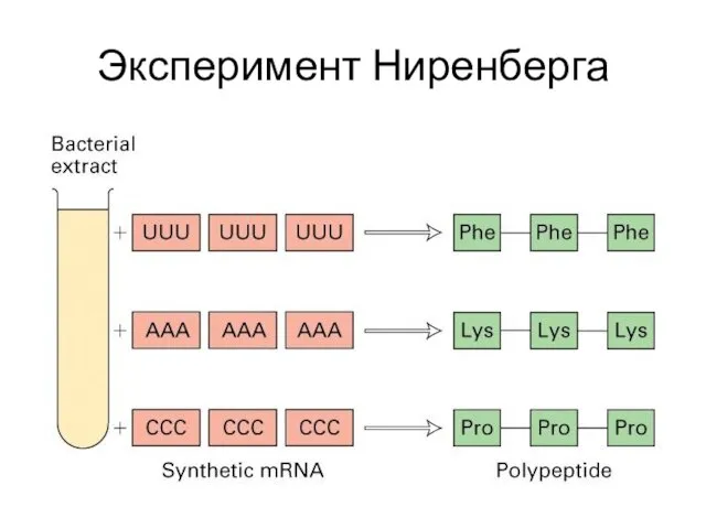 Эксперимент Ниренберга