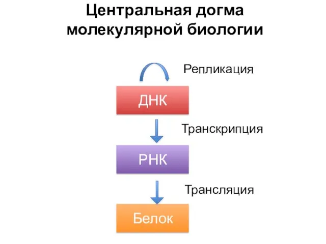 Центральная догма молекулярной биологии ДНК РНК Белок Репликация Транскрипция Трансляция