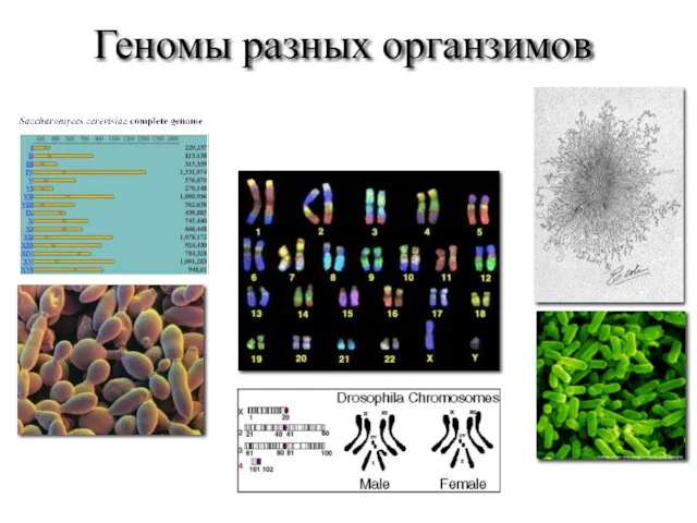 Геномы разных органзимов