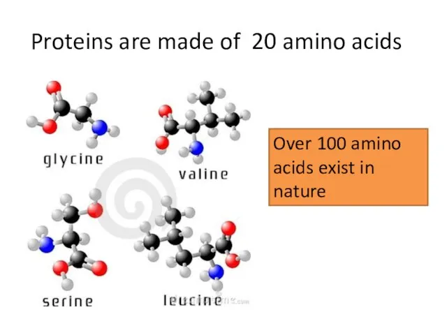 Proteins are made of 20 amino acids Over 100 amino acids exist in nature