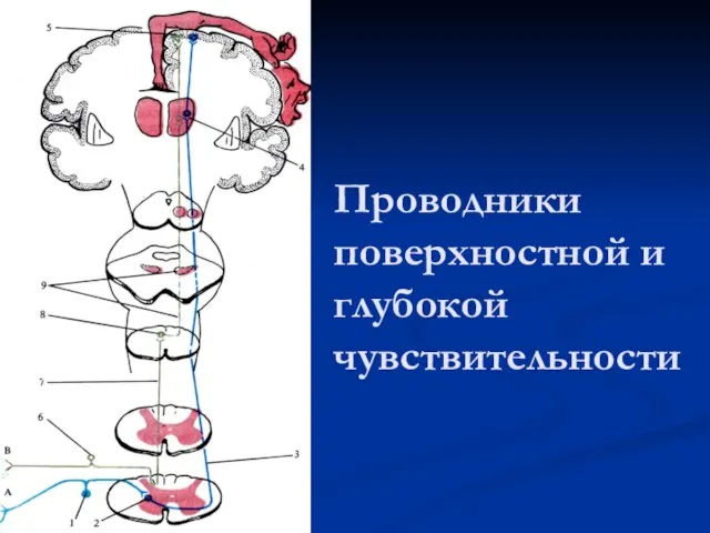 Проводники поверхностной и глубокой чувствительности