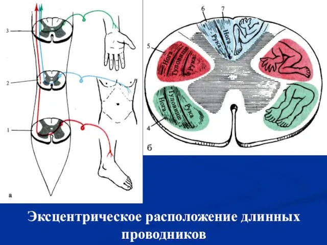 Эксцентрическое расположение длинных проводников