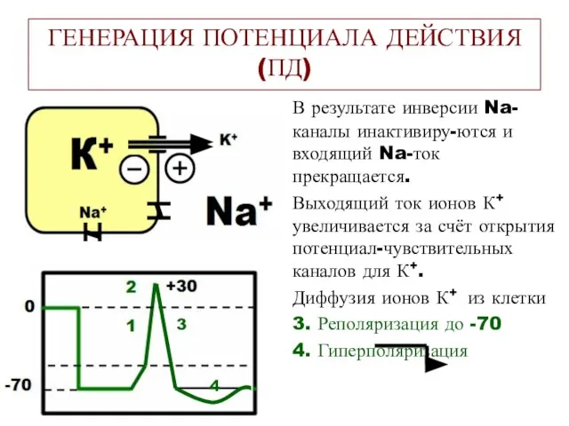 ГЕНЕРАЦИЯ ПОТЕНЦИАЛА ДЕЙСТВИЯ (ПД) В результате инверсии Na-каналы инактивиру-ются и входящий