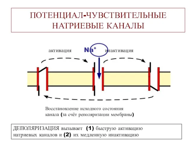 ПОТЕНЦИАЛ-ЧУВСТВИТЕЛЬНЫЕ НАТРИЕВЫЕ КАНАЛЫ активация Na+ инактивация Восстановление исходного состояния канала (за