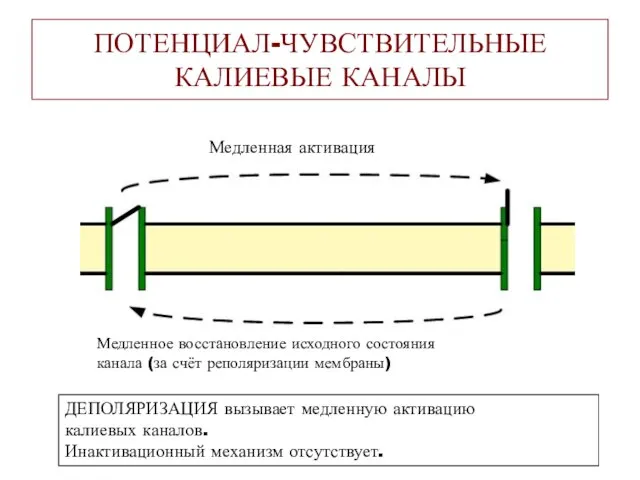 ПОТЕНЦИАЛ-ЧУВСТВИТЕЛЬНЫЕ КАЛИЕВЫЕ КАНАЛЫ Медленная активация Медленное восстановление исходного состояния канала (за