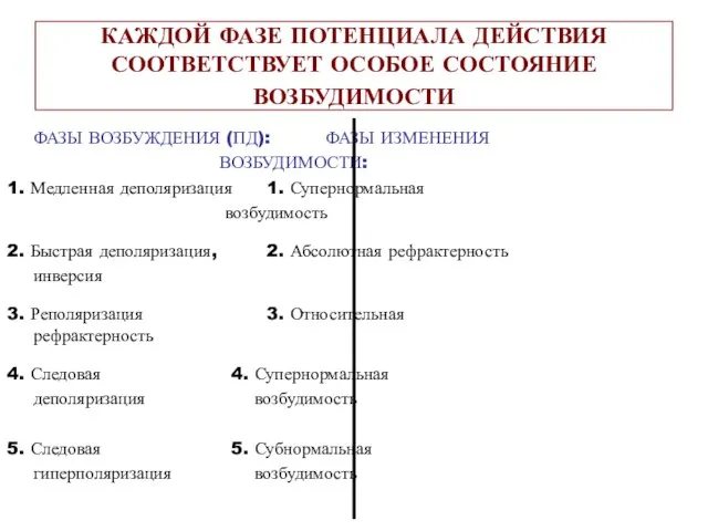 КАЖДОЙ ФАЗЕ ПОТЕНЦИАЛА ДЕЙСТВИЯ СООТВЕТСТВУЕТ ОСОБОЕ СОСТОЯНИЕ ВОЗБУДИМОСТИ ФАЗЫ ВОЗБУЖДЕНИЯ (ПД):