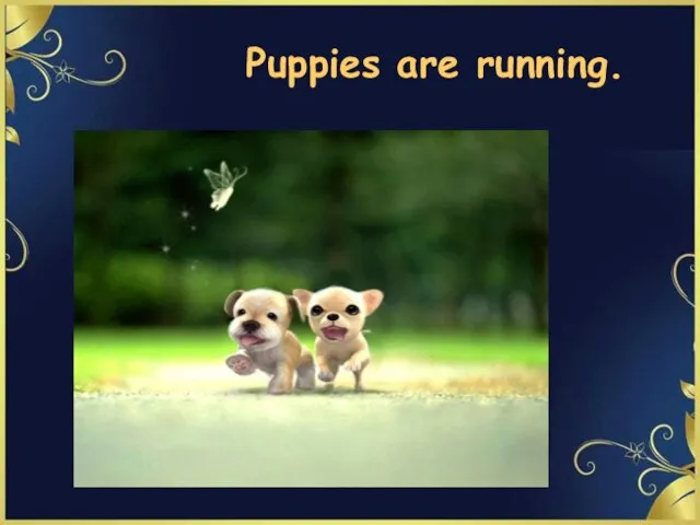 Puppies are running.