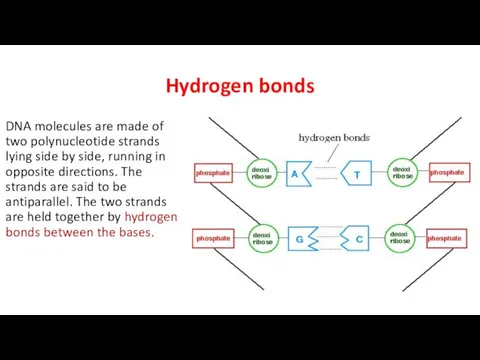 Hydrogen bonds DNA molecules are made of two polynucleotide strands lying